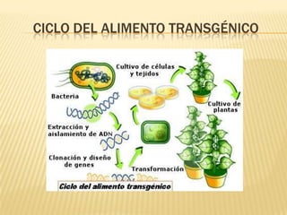 CICLO DEL ALIMENTO TRANSGÉNICO
 
