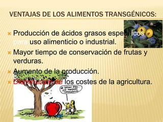 VENTAJAS DE LOS ALIMENTOS TRANSGÉNICOS:
 Producción de ácidos grasos específicos
para uso alimenticio o industrial.
 Mayor tiempo de conservación de frutas y
verduras.
 Aumento de la producción.
 Disminución de los costes de la agricultura.
 