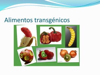 Alimentos transgénicos

 