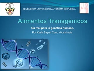 BENEMÉRITA UNIVERSIDAD AUTÓNOMA DE PUEBLA

Un mal para la genética humana.
Por Karla Sayuri Cano Youshimatz

 
