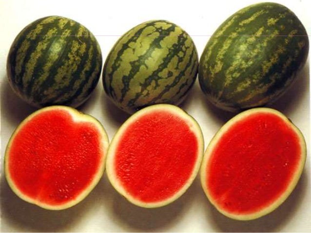 Alimentos transgénicos Alimentos transgénicos