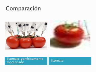 Jitomate genéticamente
modificado
Jitomate
 