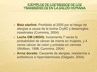EJEMPLOS DE LOS RIESGOS DE LOS
TRANSGÉNICOS EN LA SALUD HUMANA
 Maíz starlink: Prohibido el 2000 por el riesgo de
alergias a causa de la toxina Cry9C y desarreglos
intestinales (Cummins, 2004)
 Leche GM (rBGH): Incrementa 7 veces la
probabilidad de cáncer de mama en mujeres, y 4
veces cáncer de colon y próstata en varones
(Wolfson, 1998; Cummins, 2004)
 Arroz dorado: Causante de alergias, resistencia a
antibióticos e hipervitaminosis (Delgado, 2004)
 