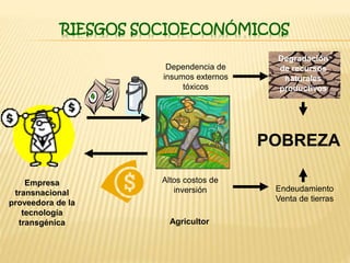 RIESGOS SOCIOECONÓMICOS
Dependencia de
insumos externos
tóxicos
Altos costos de
inversión Endeudamiento
Venta de tierras
POBREZA
Empresa
transnacional
proveedora de la
tecnología
transgénica Agricultor
Degradación
de recursos
naturales
productivos
 