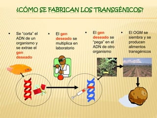 ¿CÓMO SE FABRICAN LOS TRANSGÉNICOS?
 Se “corta” el
ADN de un
organismo y
se extrae el
gen
deseado
 El gen
deseado se
“pega” en el
ADN de otro
organismo
 El OGM se
siembra y se
producen
alimentos
transgénicos
 El gen
deseado se
multiplica en
laboratorio
 