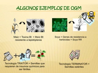 ALGUNOS EJEMPLOS DE OGM
Tecnología TERMINATOR =
Semillas estériles
Tecnología TRAITOR = Semillas que
requieren de insumos químicos para
ser fértiles
+ =
Maiz + Toxina Bt = Maíz Bt
resistente a lepidópteras
Soya + Genes de resistencia a
herbicidas = Soya RR
 