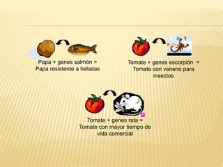 Papa + genes salmón =
Papa resistente a heladas
Tomate + genes rata =
Tomate con mayor tiempo de
vida comercial
Tomate + genes escorpión =
Tomate con veneno para
insectos
 