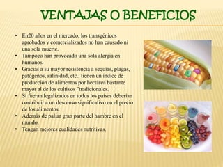 VENTAJAS O BENEFICIOS
• En20 años en el mercado, los transgénicos
aprobados y comercializados no han causado ni
una sola muerte.
• Tampoco han provocado una sola alergia en
humanos.
• Gracias a su mayor resistencia a sequías, plagas,
patógenos, salinidad, etc., tienen un índice de
producción de alimentos por hectárea bastante
mayor al de los cultivos "tradicionales.
• Si fueran legalizados en todos los países deberían
contribuir a un descenso significativo en el precio
de los alimentos.
• Además de paliar gran parte del hambre en el
mundo.
• Tengan mejores cualidades nutritivas.
 