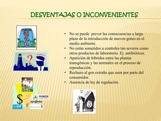 DESVENTAJAS O INCONVENIENTES
?
$
• No se puede prever las consecuencias a largo
plazo de la introducción de nuevos genes en el
medio ambiente.
• No están sometidos a controles tan severos como
otros productos de laboratorio. Ej. antibióticos.
• Aparición de híbridos entre las plantas
transgénicas y las normales en el proceso de
reproducción.
• Rechazo al gen extraño que usen por parte del
consumidor.
• Ausencia de ley de regulación.
 