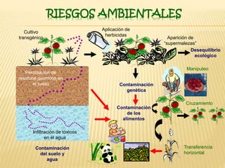 RIESGOS AMBIENTALES
Aplicación de
herbicidas
Cultivo
transgénico Aparición de
“supermalezas”
Desequilibrio
ecológico
Percolación de
residuos químicos en
el suelo
Infiltración de tóxicos
en el agua
Contaminación
del suelo y
agua
Manipuleo
Cruzamiento
Contaminación
genética
Transferencia
horizontal
Contaminación
de los
alimentos
 