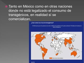  Tanto en México como en otras naciones
donde no está legalizado el consumo de
transgénicos, en realidad sí se
comercializan.
 
