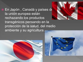 En Japón , Canadá y países de
la unión europea están
rechazando los productos
transgénicos pensando en la
protección de la salud, del medio
ambiente y su agricultura.
 
