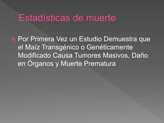  Por Primera Vez un Estudio Demuestra que
el Maíz Transgénico o Genéticamente
Modificado Causa Tumores Masivos, Daño
en Órganos y Muerte Prematura
 