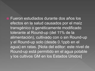 Fueron estudiados durante dos años los
efectos en la salud causados por el maíz
transgénico o genéticamente modificado
tolerante al Round-up (del 11% de la
alimentación), cultivado con o sin Round-up
y el Round-up solo (desde 0.1ppb en el
agua) en ratas. [Nota del editor: este nivel de
Round-up está permitido en el agua potable
y los cultivos GM en los Estados Unidos]
 
