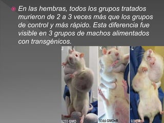  En las hembras, todos los grupos tratados
murieron de 2 a 3 veces más que los grupos
de control y más rápido. Esta diferencia fue
visible en 3 grupos de machos alimentados
con transgénicos.
 
