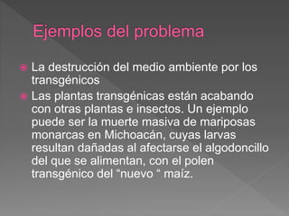  La destrucción del medio ambiente por los
transgénicos
 Las plantas transgénicas están acabando
con otras plantas e insectos. Un ejemplo
puede ser la muerte masiva de mariposas
monarcas en Michoacán, cuyas larvas
resultan dañadas al afectarse el algodoncillo
del que se alimentan, con el polen
transgénico del “nuevo “ maíz.
 