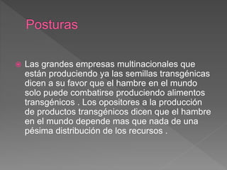  Las grandes empresas multinacionales que
están produciendo ya las semillas transgénicas
dicen a su favor que el hambre en el mundo
solo puede combatirse produciendo alimentos
transgénicos . Los opositores a la producción
de productos transgénicos dicen que el hambre
en el mundo depende mas que nada de una
pésima distribución de los recursos .
 