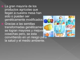  La gran mayoría de los
productos agrícolas que
llegan a nuestra mesa han
sido o pueden ser
genéticamente modificados.
 Gracias a las semillas
transformadas genéticamente
se logran mayores y mejores
cosechas pero, se esta
convirtiendo en un riesgo para
la salud y el medio ambiente.
 