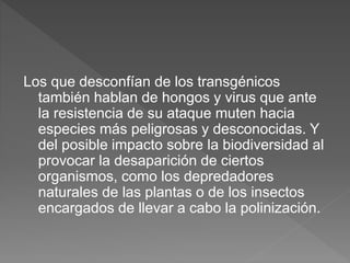 Los que desconfían de los transgénicos
también hablan de hongos y virus que ante
la resistencia de su ataque muten hacia
especies más peligrosas y desconocidas. Y
del posible impacto sobre la biodiversidad al
provocar la desaparición de ciertos
organismos, como los depredadores
naturales de las plantas o de los insectos
encargados de llevar a cabo la polinización.
 