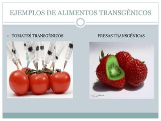 EJEMPLOS DE ALIMENTOS TRANSGÉNICOS


 TOMATES TRANSGÉNICOS   FRESAS TRANSGÉNICAS
 
