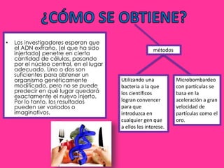 • Los investigadores esperan que 
el ADN extraño, (el que ha sido 
injertado) penetre en cierta 
cantidad de células, pasando 
por el núcleo central, en el lugar 
adecuado. Uno o dos son 
suficientes para obtener un 
organismo genéticamente 
modificado, pero no se puede 
predecir en qué lugar quedará 
exactamente el nuevo injerto. 
Por lo tanto, los resultados 
pueden ser variados o 
imaginativos. 
métodos 
Utilizando una 
bacteria a la que 
los científicos 
logran convencer 
para que 
introduzca en 
cualquier gen que 
a ellos les interese. 
Microbombardeo 
con partículas se 
basa en la 
aceleración a gran 
velocidad de 
partículas como el 
oro. 
 