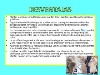 • Plantas y animales modificados que pueden tener cambios genéticos inesperados 
y dañinos. 
• Organismos modificados que se pueden cruzar con organismos naturales y los 
pueden superar, llevando a la extinción del organismo original u otros efectos 
ambientales impredecibles. 
• Los bovinos son inyectados con una hormona de crecimiento llamada Rbgh que les 
hace producir hasta el doble de leche. Esta hormona es una de las principales 
preocupaciones entre sus efectos se ha vinculado al cáncer de mama, próstata y 
colon. 
• La modificación genética y la incorporación de genes pueden llevar a la existencia 
y a la regeneración de nuevos agentes que produzcan alergias o intolerancias. 
• Aparición de insectos y malas hierbas que van haciéndose cada vez más resistentes 
a los insecticidas y herbicidas. 
• conlleva también la pérdida de biodiversidad: por el aumento del uso de 
productos químicos (efectos sobre flora y fauna), por las toxinas fabricadas por las 
plantas (matan a insectos beneficiosos o pájaros). 
 