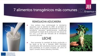 7 alimentos transgénicos más comunes
REMOLACHA AZUCARERA
 Una verdura muy controversial, la remolacha
azucarera, que se aprobó en 2005, se prohibió en
2010 y luego se desreguló oficialmente en 2012. La
remolacha azucarera genéticamente modificada
constituyen la mitad de la producción de azúcar en
E.E. U.U., y el 95% del mercado de la remolacha
azucarera del país.
LECHE
 Para aumentar la cantidad de leche producida, a
las vacas se les da a menudo rBGH (hormona
recombinante del crecimiento bovino), que también
está prohibida en la Unión Europea, así como en
Japón, Canadá, Nueva Zelanda y Australia.
 