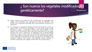¿ Son nuevos los vegetales modificados
genéticamente?
 Desde siempre el hombre ha ido modificando los vegetales que
utiliza como alimento. Por ejemplo, las coles de Bruselas y la
coliflor son variedades artificiales de la misma planta (aunque no lo
parezcan) .
 Sin embargo, la ingeniería genética permite ahora llevar a cabo, en
pocos años y de forma controlada, lo que antes podía costar
décadas o siglos, o conseguir efectos que sólo estaban en los
sueños de los agricultores, pero que eran imposibles con las viejas
técnicas de cruce y selección. La diferencia con la biotecnología
moderna es que, si bien antes se mezclaban montones de genes
casi al azar, ahora se trata de insertar en una determinada especie
un gen específico procedente de otra para lograr un resultado muy
concreto (cultivos que crezcan más deprisa, frutas, verduras y
cereales resistentes a las plagas, eliminación de los pesticidas...).
 