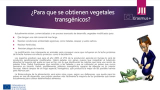 ¿Para que se obtienen vegetales
transgénicos?
Actualmente existen, comercializados o en proceso avanzado de desarrollo, vegetales modificados para:
 Que tengan una vida comercial mas larga.
 Resistan condiciones ambientales agresivas, como heladas, sequías y suelos salinos.
 Resistan herbicidas.
 Resistan plagas de insectos.
La modificación mas interesante en animales sería conseguir vacas que incluyeran en la leche proteínas
de la leche humana con efecto protector, como la lactoferrina.
Los expertos predicen que para el año 2005, el 25% de la producción agrícola en Europa lo será de
productos genéticamente modificados. Habrá patatas con genes nuevos que impedirán al tubérculo
absorber la mayoría del aceite en que se fríe, con lo que disminuirán las calorías que tiene una ración de
patatas fritas. Habrá frambuesas que resistirán a las heladas y que se cultivarán en países que nunca
pensaron en hacerlo. Habrá, posiblemente, plátanos transgénicos capaces de albergar en su interior
vacunas. Habrá campos de un trigo especial, transgénico, que producirá la mejor de las posibles harinas
para fabricar pan.
La Biotecnología de la alimentación será entre otras cosas, según sus defensores, una ayuda para los
países en vías de desarrollo, que podrán resolver más fácilmente la mayoría de los problemas que tienen
actualmente para cultivar determinados alimentos.
 