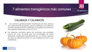 7 alimentos transgénicos más comunes
CALABAZA Y CALABACÍN
 Los números genéticamente modificados de esta verdura
son relativamente pequeños, pero la calabaza y el calabacín
amarillo genéticamente modificado se pueden encontrar en
dos especies diferentes en los E.E. U.U.
 Las especies contienen genes de proteínas que protegen
contra los virus. Al igual que sus homólogos de otros
alimentos modificados genéticamente, no somos capaces
de notar la diferencia entre no una calabaza normal y una
modificada.
 