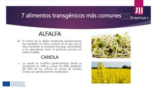 7 alimentos transgénicos más comunes
ALFALFA
 El cultivo de la alfalfa modificada genéticamente
fue aprobado en 2011 y consta de un gen que lo
hace resistente al herbicida Roundup, permitiendo
a los agricultores rociar el producto químico sin
dañar la alfalfa.
CANOLA
 La canola se modifica genéticamente desde su
aprobación en 1996 y, a partir de 2006, alrededor
del 90% de los cultivos de canola de Estados
Unidos son genéticamente modificados.
 