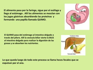 El alimento pasa por la faringe, sigue por el esófago y llega al estómago . Allí los alimentos se mezclan con los jugos gástricos absorbiendo las proteínas  y formando  una papilla llamada QUIMO. El QUIMO pasa del estómago al intestino delgado a través del píloro. Allí la vesícula biliar vierte la BILIS al intestino delgado para realizar la digestión de las grasas y se absorben los nutrientes . Lo que queda luego de todo este proceso se llama heces fecales que se expulsan por el ano. 