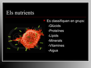 Els nutrients


Es classifiquen en grups:
-Glúcids
-Proteïnes
-Lípids
-Minerals
-Vitamines
-Aigua

 