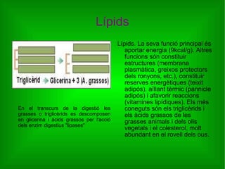 Lípids Lípids. La seva funció principal és aportar energia (9kcal/g). Altres funcions són constituir estructures (membrana plasmàtica, greixos protectors dels ronyons, etc.), constituir reserves energètiques (teixit adipós), aïllant tèrmic (pannicle adipós) i afavorir reaccions (vitamines lipídiques). Els més coneguts són els triglicèrids i els àcids grassos de les grasses animals i dels olis vegetals i el colesterol, molt abundant en el rovell dels ous. En el transcurs de la digestió les grasses o triglicèrids es descomposen en glicerina i àcids grassos per l'acció dels enzim digestius "lipases" 