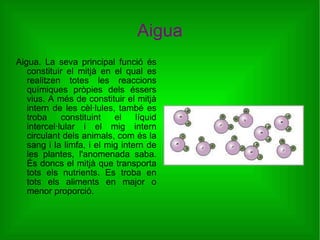 Aigua Aigua. La seva principal funció és constituir el mitjà en el qual es realitzen totes les reaccions químiques pròpies dels éssers vius. A més de constituir el mitjà intern de les cèl·lules, també es troba constituint el líquid intercel·lular i el mig intern circulant dels animals, com és la sang i la limfa, i el mig intern de les plantes, l'anomenada saba. És doncs el mitjà que transporta tots els nutrients. Es troba en tots els aliments en major o menor proporció. 