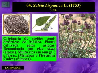 04. Salvia hispanica L. (1753)
                             Chía




Originária de regiões semi-
desérticas do México. Planta
cultivada     pelos      astecas.
Denominada por eles chian
(oleosa). Muito rica em ômega 3
e fibras. (Mendoza e Florentine
Codex) (Simeon).

 LAMIACEAE
 