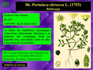 06. Portulaca oleracea L. (1753)
                                       Beldroega
Herbário Chico Mendes
DC_033
12/09/1990 – Rio de Janeiro (RJ)

As folhas são emolientes, emenagogas,
vulnerárias, alimentícias, diuréticas e as
sementes são vermífugas. Pode ser
ingerida crua, com limão, azeite de oliva
e um pouco de sal marinho.


http://upload.wikimedia.org/wikipedia/com
mons/archive/7/7e/20091209152320!
Illustration_Portulaca_oleracea0.jpg

PORTULACACEAE
 