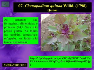 07. Chenopodium quinoa Willd. (1798)
                                 Quinoa


As       sementes       são
forrageiras, alimentícias e
protéicas (14,2 %) e não
possui glúten. As folhas
são também comestíveis
refogadas. As folhas são
também diuréticas.




                    http://3.bp.blogspot.com/_ccV9VtsdyD8/STIDepekLV
                    I/AAAAAAAAAHY/qCh_cBvASQ0/s400/image003.jp
AMARANTHACEAE       g
 