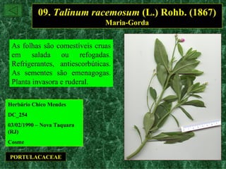 09. Talinum racemosum (L.) Rohb. (1867)
                               Maria-Gorda


 As folhas são comestíveis cruas
 em salada ou refogadas.
 Refrigerantes, antiescorbúticas.
 As sementes são emenagogas.
 Planta invasora e ruderal.

Herbário Chico Mendes
DC_254
03/02/1990 – Nova Taquara
(RJ)
Cosme

PORTULACACEAE
 