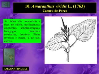 10. Amaranthus viridis L. (1763)
                                   Caruru-de-Porco


As folhas são comestíveis e
ricas em cálcio, mucilaginosas,
emolientes, antiblenorrágicas,
lactagogas,          diuréticas,
resolutivas, laxativas. Planta
invasora e ruderal e de fácil
cultivo.




AMARANTHACEAE
 