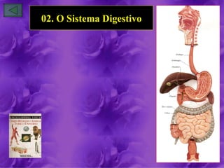 02. O Sistema Digestivo
 