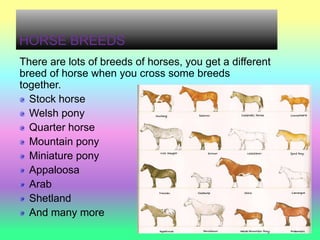 HORSE BREEDS
There are lots of breeds of horses, you get a different
breed of horse when you cross some breeds
together.
  Stock horse
  Welsh pony
  Quarter horse
  Mountain pony
  Miniature pony
  Appaloosa
  Arab
  Shetland
  And many more
 