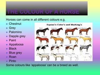 THE COLOUR OF A HORSE
Horses can come in all different colours e.g.
  Chestnut
  Grey
  Palomino
  Dapple grey
  Paint
  Appaloosa
  Black
  Blue grey
  Roan
  Pinto
Some colours like ‘appaloosa’ can be a breed as well.
 