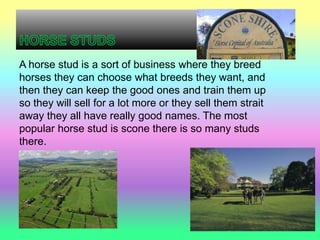 A horse stud is a sort of business where they breed
horses they can choose what breeds they want, and
then they can keep the good ones and train them up
so they will sell for a lot more or they sell them strait
away they all have really good names. The most
popular horse stud is scone there is so many studs
there.
 