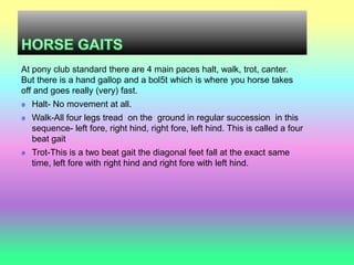 At pony club standard there are 4 main paces halt, walk, trot, canter.
But there is a hand gallop and a bol5t which is where you horse takes
off and goes really (very) fast.
  Halt- No movement at all.
  Walk-All four legs tread on the ground in regular succession in this
  sequence- left fore, right hind, right fore, left hind. This is called a four
  beat gait
  Trot-This is a two beat gait the diagonal feet fall at the exact same
  time, left fore with right hind and right fore with left hind.
 