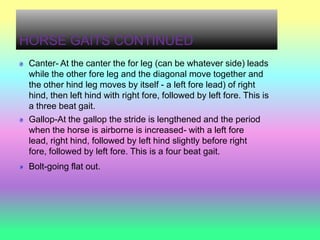 HORSE GAITS CONTINUED
 Canter- At the canter the for leg (can be whatever side) leads
 while the other fore leg and the diagonal move together and
 the other hind leg moves by itself - a left fore lead) of right
 hind, then left hind with right fore, followed by left fore. This is
 a three beat gait.
 Gallop-At the gallop the stride is lengthened and the period
 when the horse is airborne is increased- with a left fore
 lead, right hind, followed by left hind slightly before right
 fore, followed by left fore. This is a four beat gait.
 Bolt-going flat out.
 