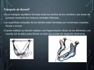Bonwill Alineación y oclusión de los dientes | PPTX