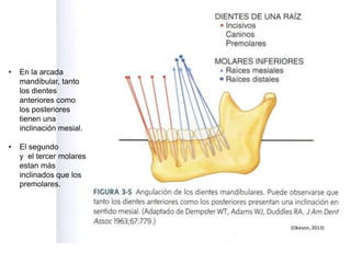 • En la arcada
mandibular, tanto
los dientes
anteriores como
los posteriores
tienen una
inclinación mesial.
• El segundo
y el tercer molares
estan más
inclinados que los
premolares.
(Okeson, 2013)
 