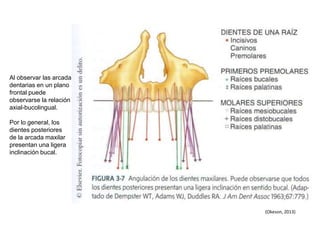 Al observar las arcadas
dentarias en un plano
frontal puede
observarse la relación
axial-bucolingual.
Por lo general, los
dientes posteriores
de la arcada maxilar
presentan una ligera
inclinación bucal.
(Okeson, 2013)
 