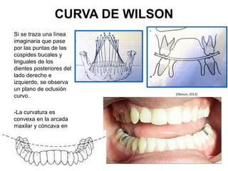 CURVA DE WILSON
Si se traza una línea
imaginaria que pase
por las puntas de las
cúspides bucales y
linguales de los
dientes posteriores del
lado derecho e
izquierdo, se observa
un plano de oclusión
curvo.
-La curvatura es
convexa en la arcada
maxilar y cóncava en
la mandibular.
(Okeson, 2013)
 